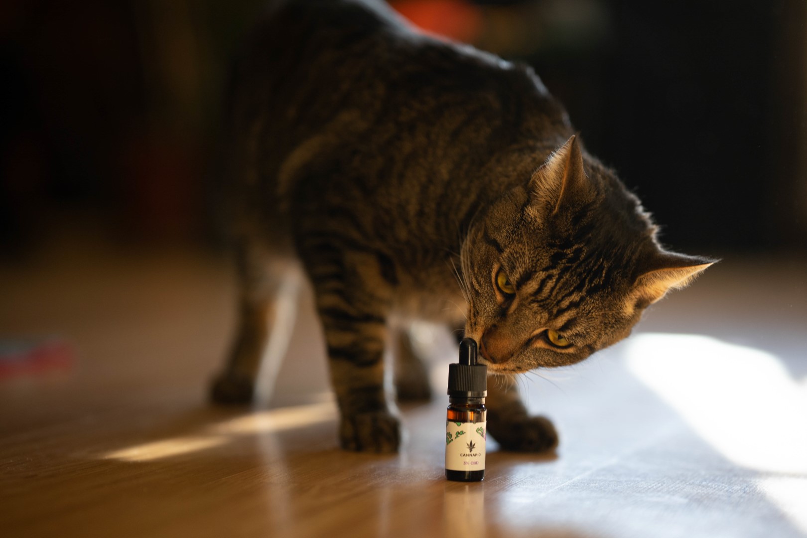 Mačka a CBD olej pre zvieratá Cannapio